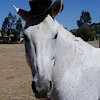 AvantiHalfhorse
