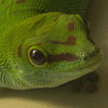 dragonspunk