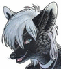 aynblackfox