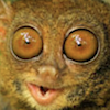 EdgarTheTarsier