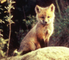 jasperfox