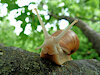 DumbSnail