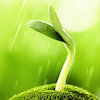 Seedlings