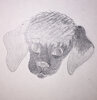 PuppyBoyElisha