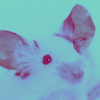 troublemouse