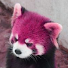 BerryPan
