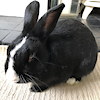 Evenyfur