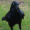EvilCorvid