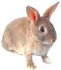 furryfred