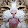 InkycAtt
