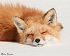 ViveleFoxx
