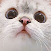 CHUU3