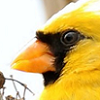 saffronflight