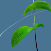 GardenMintTea