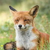 NaturistFox