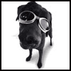 Blacklab1