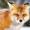 FluffyKitsune