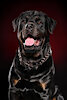 RottweilerDaddy