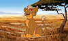 KitoTheCub