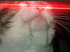 hurrdurrno