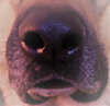 plaguedogad