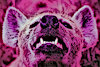 DatHyenaRika