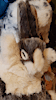 CookiePawbs