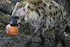 HeckinHyena