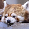 SillyBuizel
