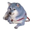 Orhinoku