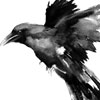deepRaven