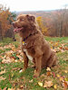 AUXPup