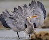 HereinHeron