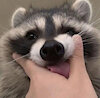 anonimous333