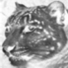 Bagheera