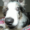 AustralHusky