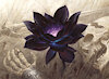 BlackLotus7