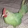 Chickenkeeping
