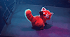PokkyRedPanda