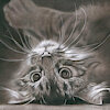 totallyjustacat