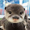 smallottcub