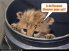 DasherCheetah