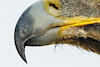 RewBird