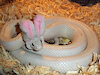 rabidPancake