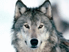 wolfluver