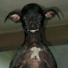 Vermifuge