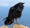 BlackRavenClaw