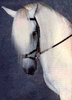 horsemaestro