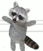 Racoon
