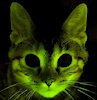IrradiatedFeline